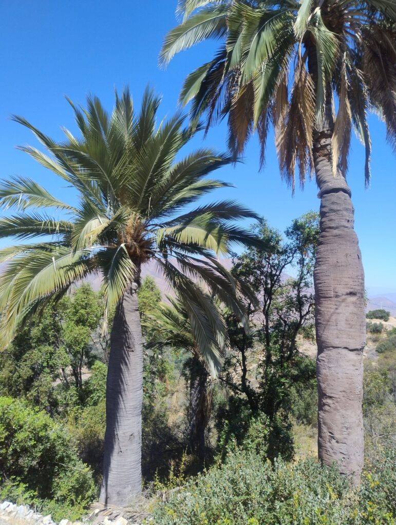 El Palmar de Petorca